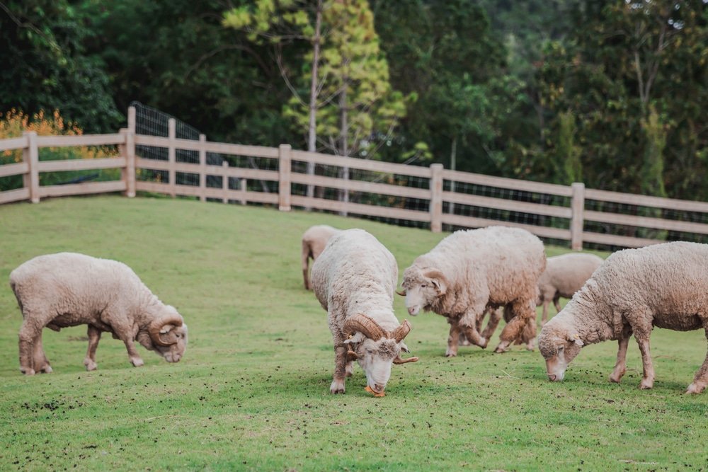 แกะห้าตัวกำลังเล็มหญ้าบนทุ่งหญ้าใกล้รั้วไม้ ล้อมรอบด้วยต้นไม้และพืชพรรณเขียวขจี—ภาพที่งดงามราวกับในฝัน เหมาะอย่างยิ่งสำหรับผู้ที่กำลังมองหาน้ำตกเขาใหญ่หรือวันพักผ่อนสบาย ๆ สำรวจสถานที่ท่องเที่ยวเขาใหญ่.
