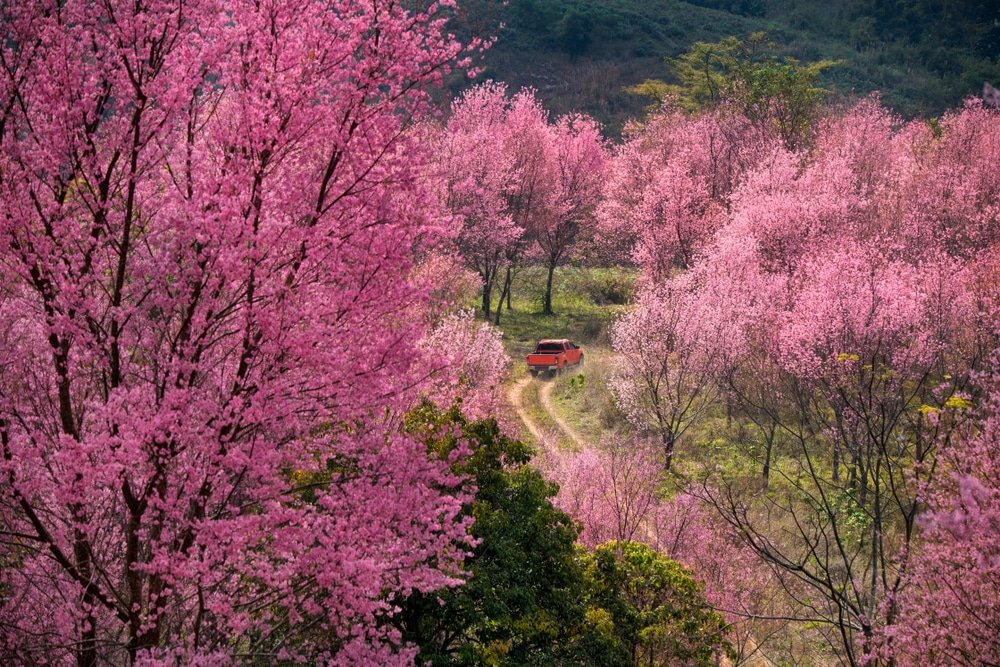 รถสีแดง ทุ่งดอกไม้สวยๆ ขับไปตามเส้นทางดินผ่านป่าต้นซากุระสีชมพูที่กำลังบานสะพรั่ง ชวนให้นึกถึงทุ่งดอกไม้ที่สวยงาม