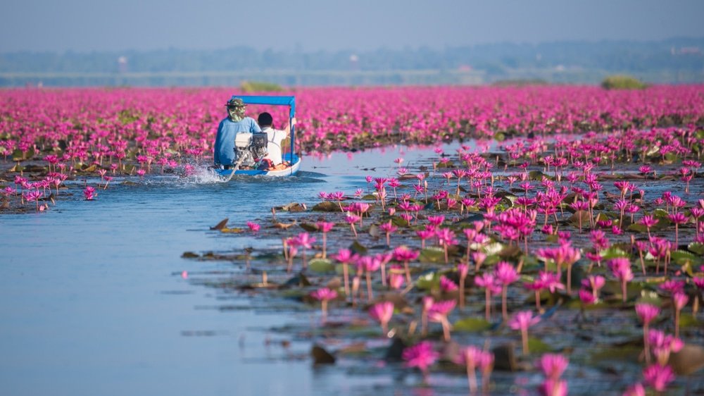 เรือที่มีคนสองคนล่องลอย ทุ่งดอกไม้สวยๆ ไปอย่างสง่างามผ่านทุ่งดอกลิลลี่สีชมพูกว้างใหญ่ชวนให้นึกถึงทุ่งดอกไม้ที่สวยงามในวันที่อากาศสดใส