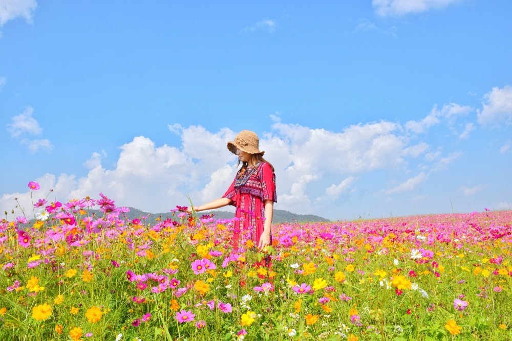 ผู้หญิงสวมหมวกกันแดด ทุ่งดอกไม้สวยๆ สวมชุดสีแดงยืนอย่างสง่างามบนทุ่งดอกไม้คอสมอสที่รายล้อมไปด้วยดอกไม้บานสะพรั่งภายใต้ท้องฟ้าสีครามและมีเมฆกระจาย