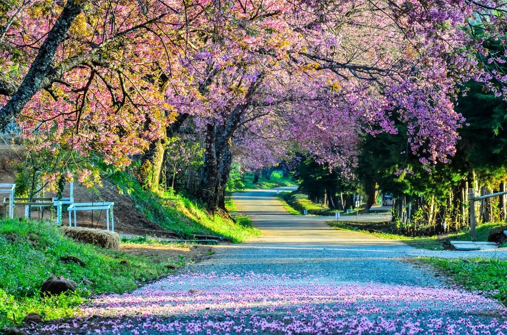 ทางเดินที่มีต้นไม้เรียงรายพร้อมดอก ทุ่งดอกไม้สวยๆ ซากุระสีชมพูบานสะพรั่งชวนให้นึกถึงทุ่งดอกไม้สวยๆ มีพรมกลีบปกคลุมพื้น