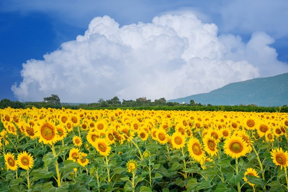 ทุ่งทานตะวัน ทุ่งดอกไม้สวยๆ มีลักษณะคล้ายทุ่งดอกไม้สวยงามทอดยาวใต้ท้องฟ้าสีครามและมีเมฆสีขาวก้อนใหญ่เป็นพื้นหลัง