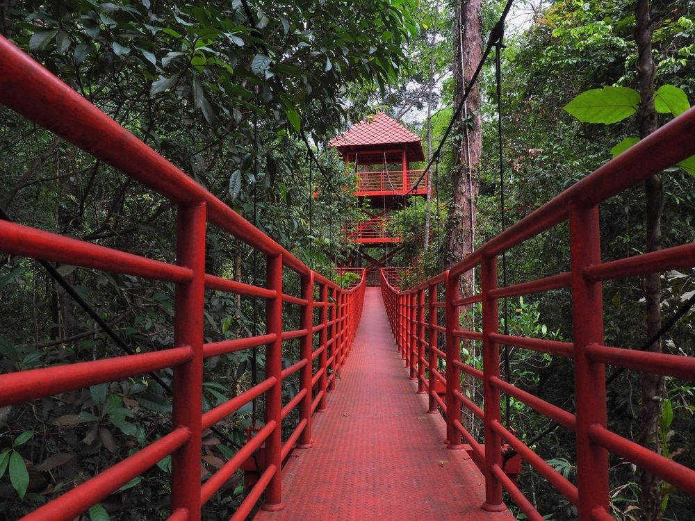 สะพานคนเดินสีแดงอันทรงเสน่ห์นำไปสู่บ้านต้นไม้ที่ตั้งอยู่ท่ามกลางแมกไม้เขียวขจี มอบสถานที่พักผ่อนอัน ท่องเที่ยวตรัง เงียบสงบท่ามกลางป่าไม้ ซึ่งเป็นจุดหมายปลายทางอันน่าหลงใหลสำหรับนักสำรวจพื้นที่ท่องเที่ยวในอีสาน.