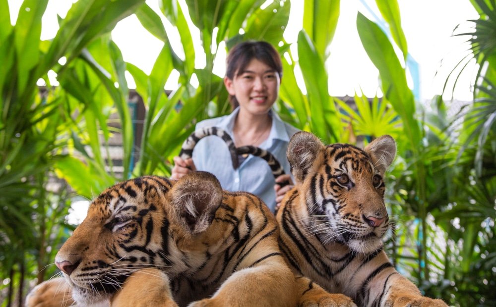 ผู้หญิงโพสท่าอยู่ข้างหลังเสือสาวสองตัวนอนอยู่บนพื้นผิวที่รายล้อมไปด้วยพืชเมืองร้อนอันเขียวชอุ่ม ซึ่งเป็นประสบการณ์ที่ไม่อาจลืมเลือน ที่ เที่ยวพัทยา .