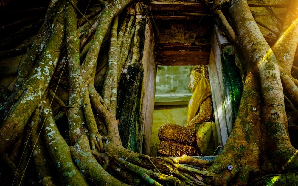 เที่ยวใกล้กรุงเทพ รากไม้ใหญ่ล้อมรอบประตูหินเก่า เผยให้เห็นพระพุทธรูปทองคำภายในวัดที่ผุพัง—เป็นอัญมณีที่ซ่อนอยู่ในสถานที่ท่องเที่ยวสตูล ที่ซึ่งแสงแดดส่องเน้นพื้นผิวในจุดที่เงียบสงบนี้.