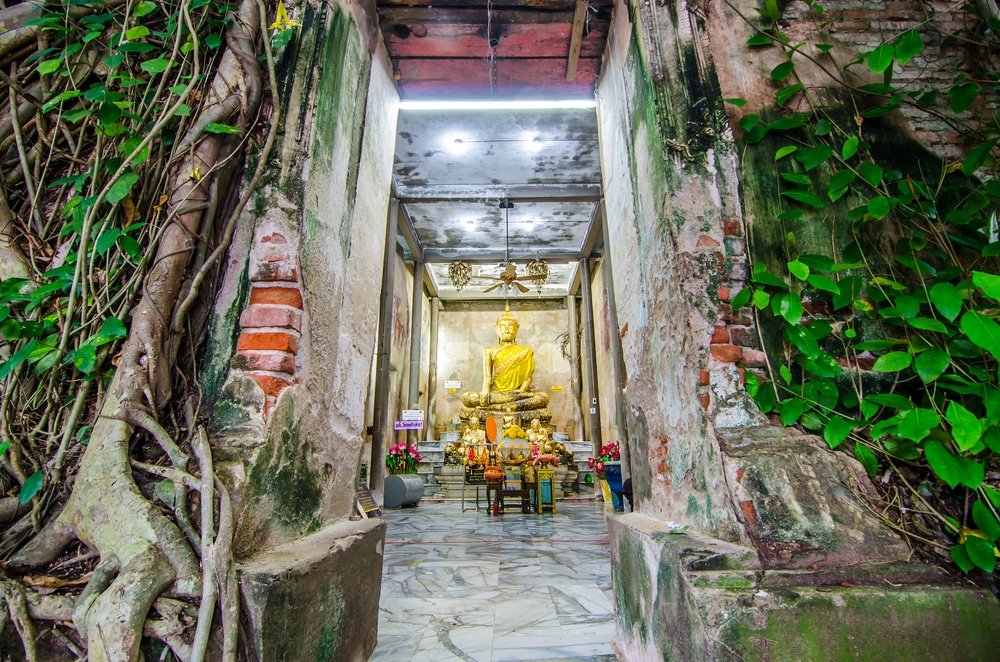 พระพุทธรูปทองคำตั้งอยู่ภายในวัดเก่าที่พังทลายบางส่วน มีเถาวัลย์ขึ้น เที่ยวใกล้กรุงเทพ ปกคลุมและผนังอิฐที่เผยให้เห็นโครงสร้าง—เป็นภาพที่น่าหลงใหลสำหรับผู้ที่มาสำรวจสถานที่ท่องเที่ยวในจังหวัดสตูล.