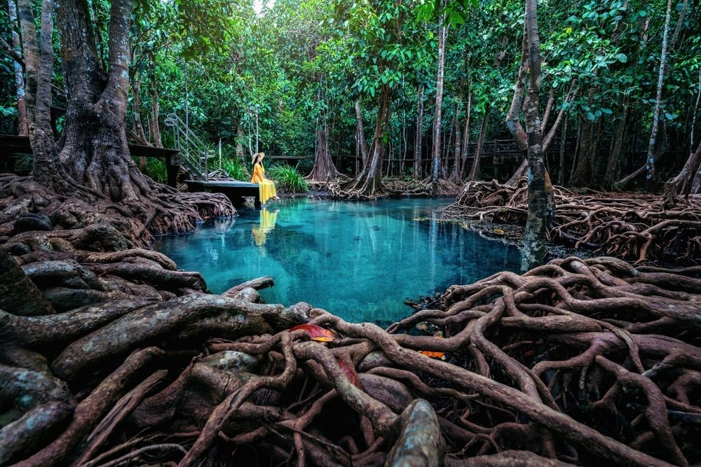 บุคคลในชุดสีเหลืองนั่งอยู่ใกล้กับ ที่เที่ยวธรรมชาติ น้ำพุใสสีฟ้า ท่ามกลางต้นไม้หนาทึบและรากไม้ที่โผล่พ้นดินในป่าเขตร้อน—เหมาะสำหรับผู้ที่มองหาสถานที่ท่องเที่ยวทางธรรมชาติและความเงียบสงบ.
