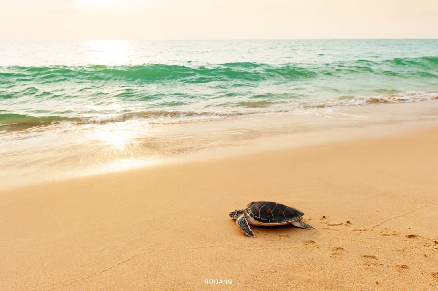 เต่าทะเลตัวหนึ่งคลานข้ามชายหาดทรายมุ่งหน้าสู่ทะเลใต้ท้องฟ้าสดใส โดยมีคลื่นเบาๆ ซัดเข้าฝั่ง—ภาพที่สร้างแรงบันดาลใจสำหรับผู้รักธรรมชาติ.