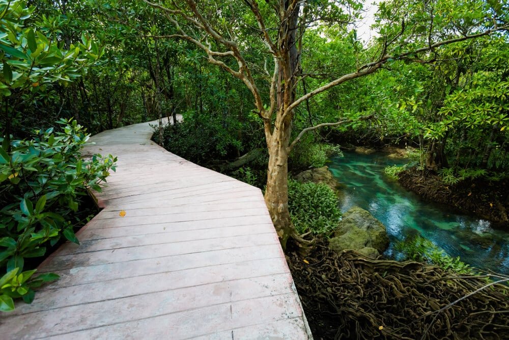 ทางเดินคอนกรีตคดเคี้ยวผ่านต้นโกงกางสีเขียวหนาทึบข้างลำธารใสสีฟ้าที่มีรากไม้โผล่พ้นน้ำตามริมฝั่ง ทำให้สถานที่นี้เป็นจุดท่องเที่ยวธรรมชาติที่สมบูรณ์แบบสำหรับคนรักธรรมชาติ.