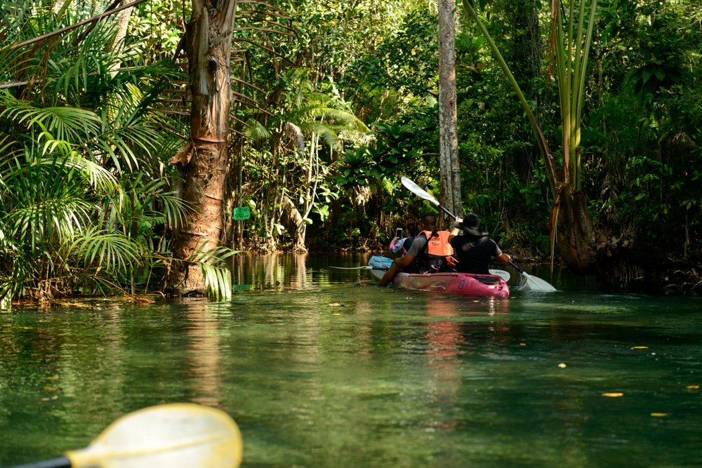 ผู้คนกำลังพายเรือคายัคผ่านเส้นทางน้ำในป่าดิบเขียวขจีแคบ ๆ ที่ล้อมรอบไปด้วยต้นไม้และพืชพรรณต่าง ๆ น้ำใสสะอาดและเงียบสงบ ทำให้ที่นี่กลายเป็นสถานที่ท่องเที่ยวทางธรรมชาติที่เหมาะสำหรับการผจญภัยอย่างแท้จริง.