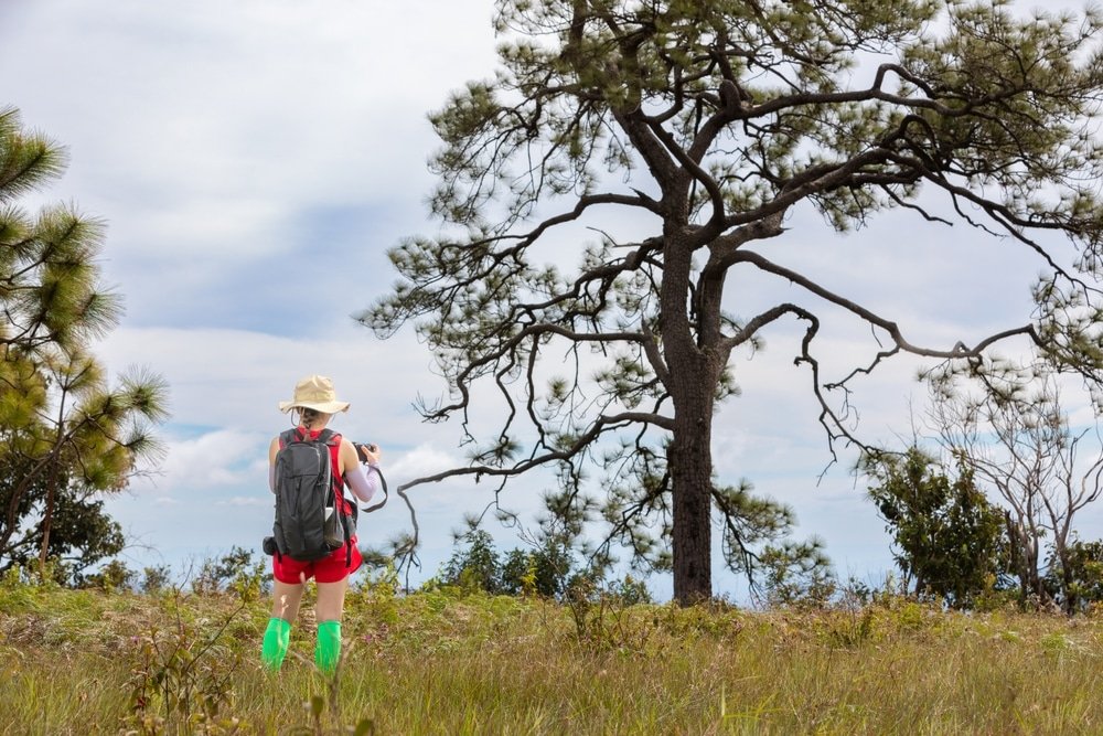 บุคคลที่สวมกระเป๋าเป้และเสื้อผ้าสีสดใสยืนอยู่ในทุ่งหญ้า หันหน้าไปทางต้นไม้ใหญ่ใต้ท้องฟ้าที่มีเมฆบางส่วน— ที่เที่ยวปลายฝนต้นหนาว เหมาะสำหรับการสัมผัสบรรยากาศปลายฝนต้นหนาว.
