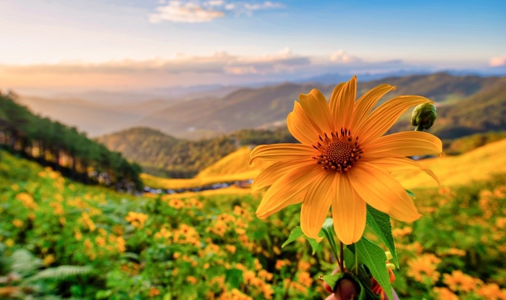 ภาพระยะใกล้ของดอกไม้สีเหลืองรวม ที่เที่ยวปลายฝนต้นหนาว อบอุ่นทุกทริป รีบเช็คลิส ฤดูกาลนี้จะเต็มไปด้วยสีสันของใบไม้ที่เริ่มเปลี่ยนสี ทุ่งหญ้า และดอกไม้ที่บานรับแสงแดดอุ่นๆ บรรยากาศใหม่ๆ
พร้อมใบสีเขียวในเบื้องหน้า ตัดกับทิวทัศน์ที่สวยงามของภูเขาและทุ่งหญ้าที่ทอดยาวภายใต้ท้องฟ้าที่มีเมฆครึ้มในยามพระอาทิตย์ตกดิน—เหมาะสำหรับคนรัก ที่เที่ยวปลายฝนต้นหนาว.