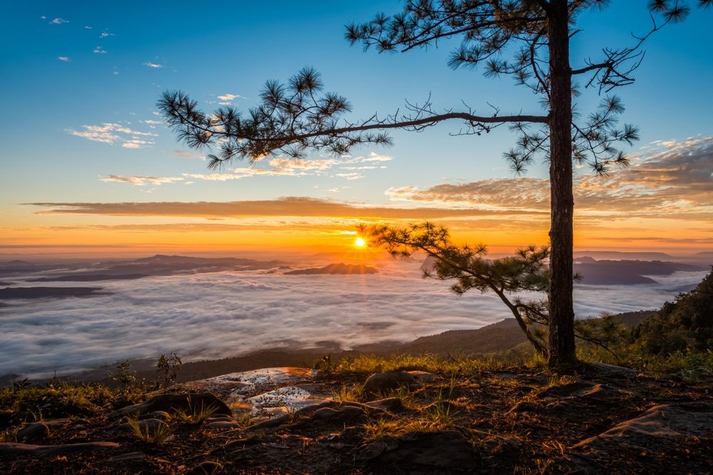 ต้นไม้ต้นหนึ่งตั้งตระหง่านอยู่บนยอดเขาหิน มองลงไปยังหุบเขาที่ ที่เที่ยวปลายฝนต้นหนาว เต็มไปด้วยเมฆยามพระอาทิตย์ขึ้น แสงแดดส่องผ่านกิ่งก้านของมัน—เป็นภาพที่สมบูรณ์แบบสำหรับสถานที่ท่องเที่ยวปลายฝนต้นหนาว.