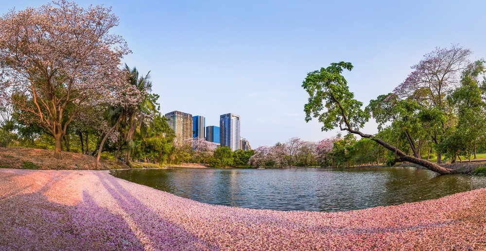 สวนสาธารณะในเมืองที่มีสระน้ำ ต้นไม้สีชมพูบานสะพรั่ง และตึกสูงทันสมัยเป็นฉากหลังภายใต้ท้องฟ้าสีครามแจ่มใส—หนึ่งในสถานที่ ที่เที่ยวกรุงเทพ ท่องเที่ยวกรุงเทพฯ ที่มีทัศนียภาพงดงามที่สุดสำหรับการพักผ่อนท่ามกลางธรรมชาติในใจกลางเมือง.