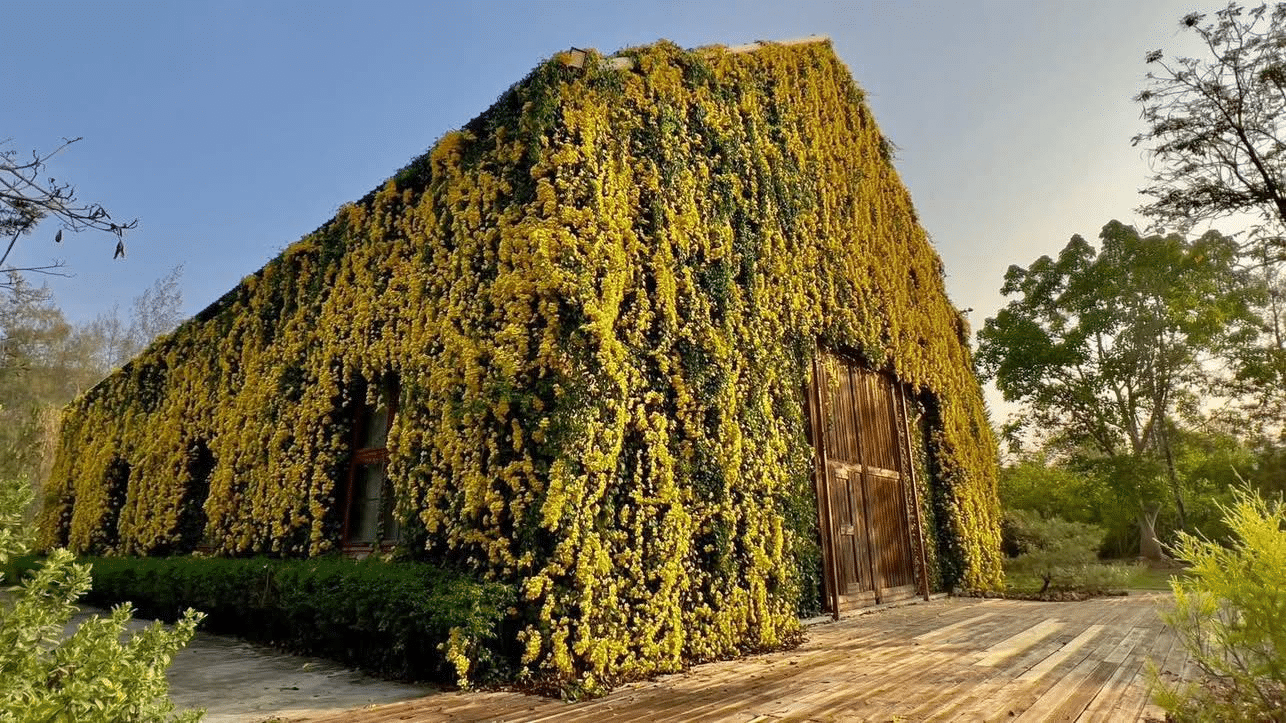 อาคารที่คล้ายโรงนาปกคลุมไปด้วยพืชพรรณสีเขียวหนาแน่นและดอกไม้สีเหลือง มีประตูไม้ขนาดใหญ่และระเบียง ล้อมรอบด้วยต้นไม้ภายใต้ท้องฟ้าแจ่มใส—สถานที่ท่องเที่ยวเขาใหญ่ที่น่าหลงใหลสำหรับผู้ที่กำลังสำรวจสถานที่ท่องเที่ยวเขาใหญ่.