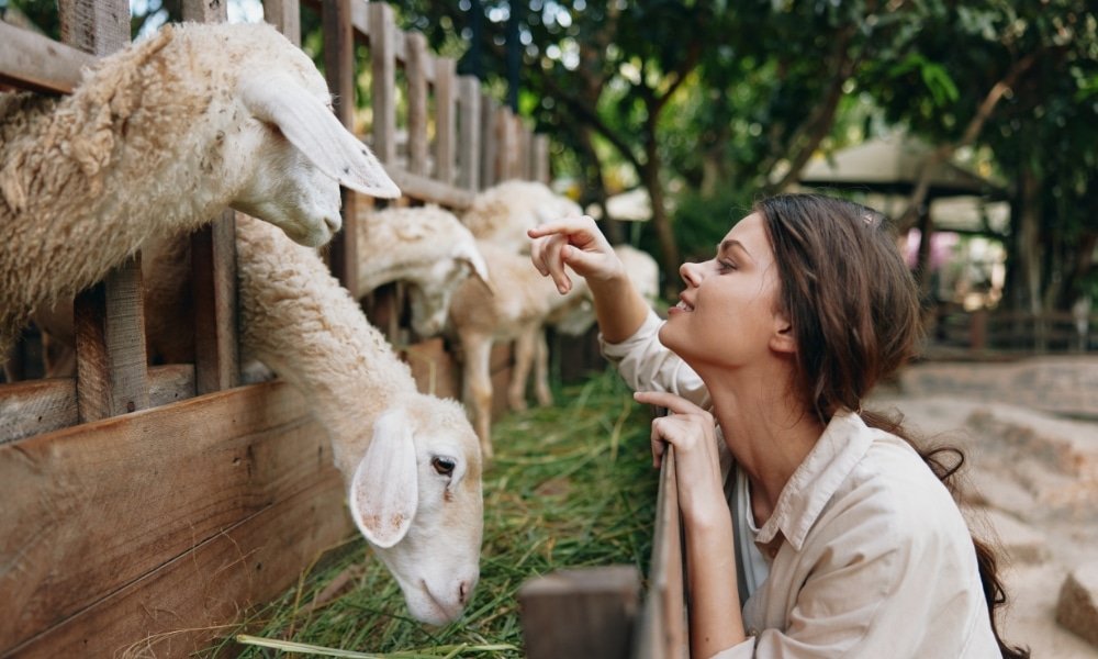 ผู้หญิงคนหนึ่งเอนตัวเหนือรั้วไม้และโต้ตอบกับแกะที่กำลังกินหญ้าในคอกกลางแจ้ง เพลิดเพลินกับบรรยากาศอันเงียบสงบของ ที่เที่ยวเขาใหญ่.