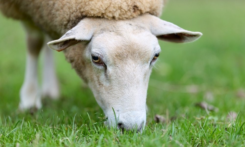 แกะกำลังเล็มหญ้าสีเขียว หัวก้มลงและหูยื่นออกมาเล็กน้อย โดยมีฉากหลังเป็นหญ้าที่พร่ามัว—ถ่ายทอดเสน่ห์อันเงียบสงบของ ที่เที่ยวเขาใหญ่.