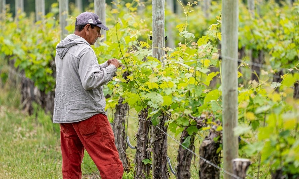 บุคคลในเสื้อฮู้ดสีเทาและกางเกงสีแดงกำลังดูแลเถาองุ่นในไร่องุ่นที่ ที่เที่ยวเขาใหญ่ ล้อมรอบด้วยเถาองุ่นเขียวชอุ่มและเสาไม้ สะท้อนเสน่ห์ธรรมชาติของ สถานที่ท่องเที่ยวเขาใหญ่.