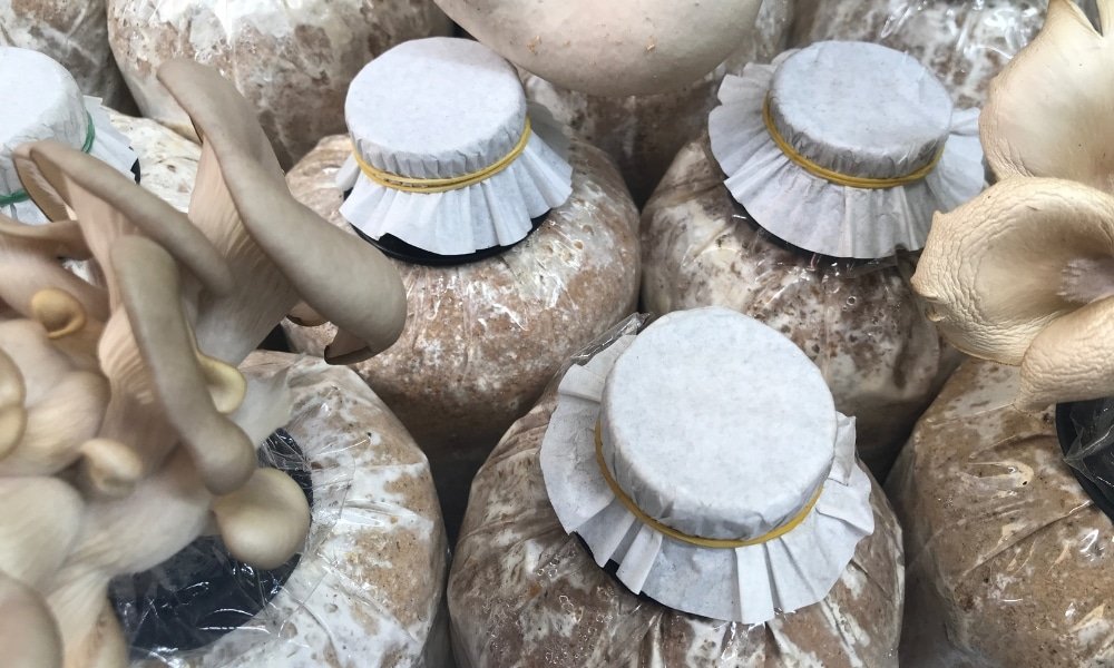 ถุงพลาสติกที่บรรจุวัสดุเพาะและปิดด้วยกระดาษและยางรัด โดยมีเห็ดนางรมงอกออกมาจากรูในถุงบางใบ—เป็นเพียงหนึ่งในภาพที่น่าตื่นตาตื่นใจที่คุณจะได้สัมผัสเมื่อไปเที่ยวเขาใหญ่.