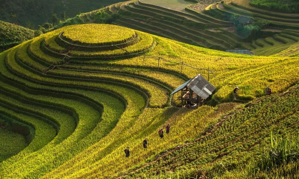 นาขั้นบันไดบนเนินเขาที่ทอดตัวใน น่านที่เที่ยว พร้อมกระท่อมไม้หลังเล็กและผู้คนเดินอยู่ท่ามกลางพืชผลภายใต้แสงแดด.