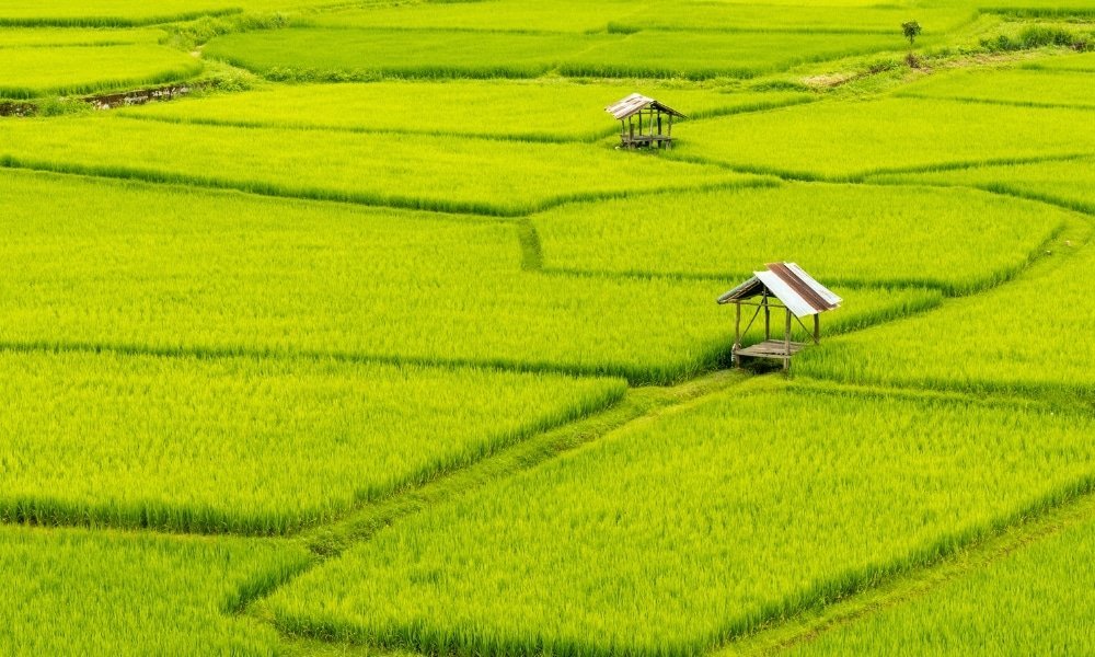 ภาพมุมสูงของทุ่งนาเขียวขจีพร้อมกระท่อมไม้เล็กสองหลังตั้งอยู่ท่ามกลางพืชผล แสดงให้เห็นถึงความงดงามตามธรรมชาติของสถานที่ท่องเที่ยวในน่าน.