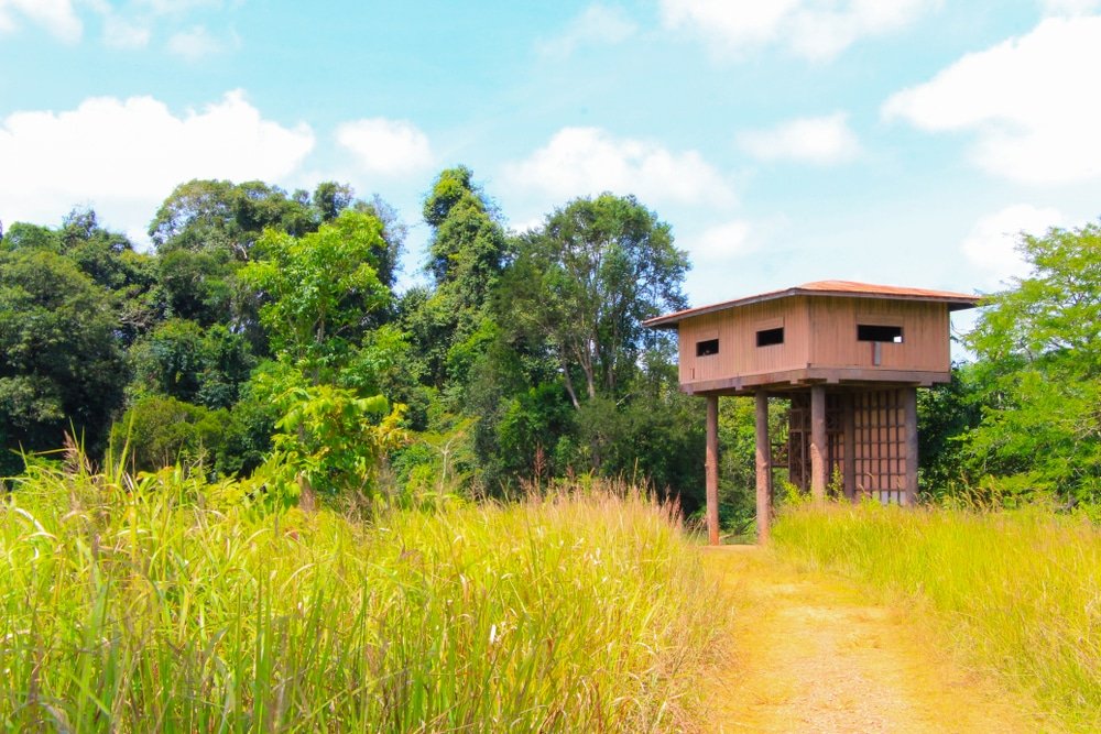 กระท่อมไม้สำหรับสังเกตการณ์บนเสาสูงตั้งอยู่ข้างทางเดินหญ้า ล้อมรอบด้วยหญ้าสูงและต้นไม้ใต้ท้องฟ้าสีคราม—เป็นจุดที่เหมาะสำหรับผู้ที่ต้องการ เที่ยวเขาใหญ่ และดื่มด่ำกับความงามตามธรรมชาติของบรรยากาศอันเงียบสงบแห่งนี้.