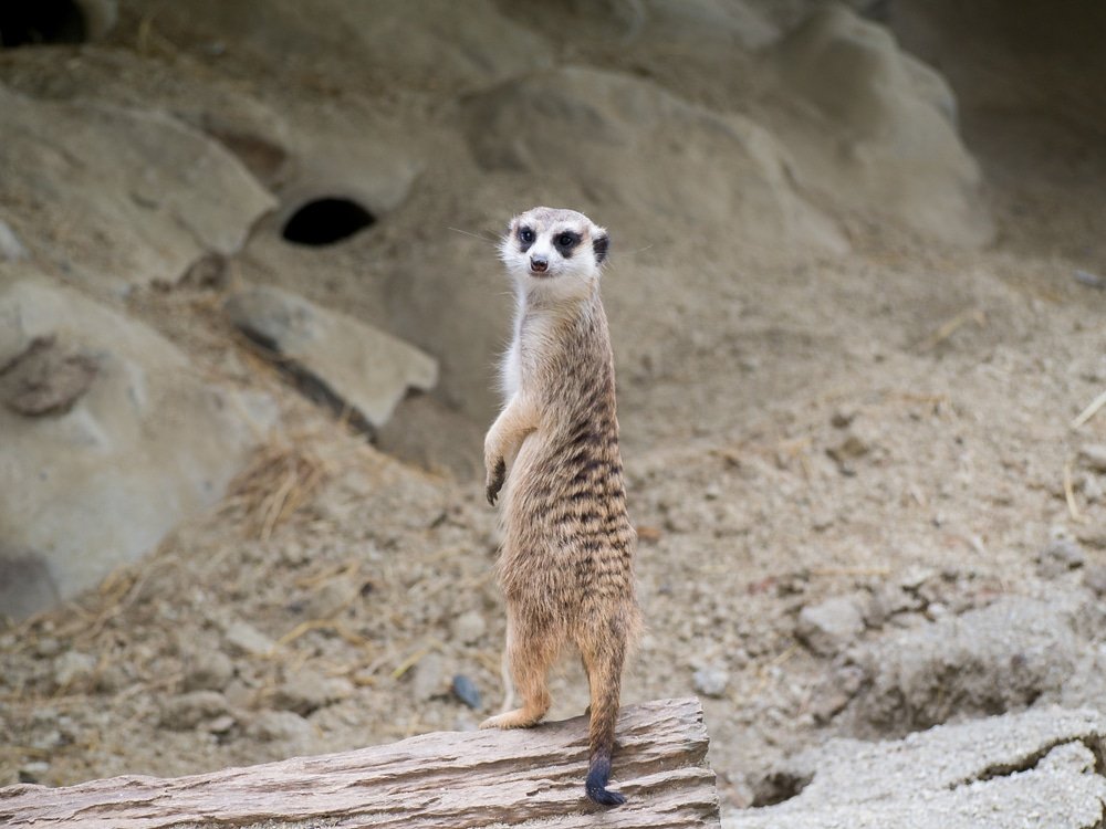 เมียร์แคทยืนตรงบนท่อนไม้ มองตรงไปยังกล้อง โดยมีฉากหลังเป็นทรายและหิน—เหมาะสำหรับคนรักสัตว์ที่กำลังสำรวจ เที่ยวเขาใหญ่ หรือค้นพบ สถานที่ท่องเที่ยวเขาใหญ่ แห่งใหม่.