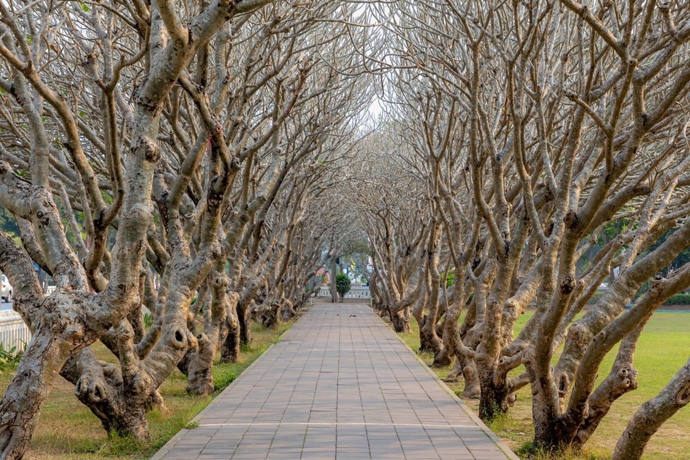 ทางเดินปูด้วยหินที่ขนาบข้างด้วยต้นไม้ไร้ใบซึ่งเรียงตัวเป็นซุ้มโค้ง มีหญ้าขึ้นอยู่ทั้งสองข้าง และมองเห็นผู้คนอยู่ไกลๆ—ภาพที่งดงามน่าหลงใหลที่มักพบได้ที่สถานที่ท่องเที่ยวในน่านสำหรับผู้ที่มาเยือนจังหวัดอันมีเสน่ห์แห่งนี้.