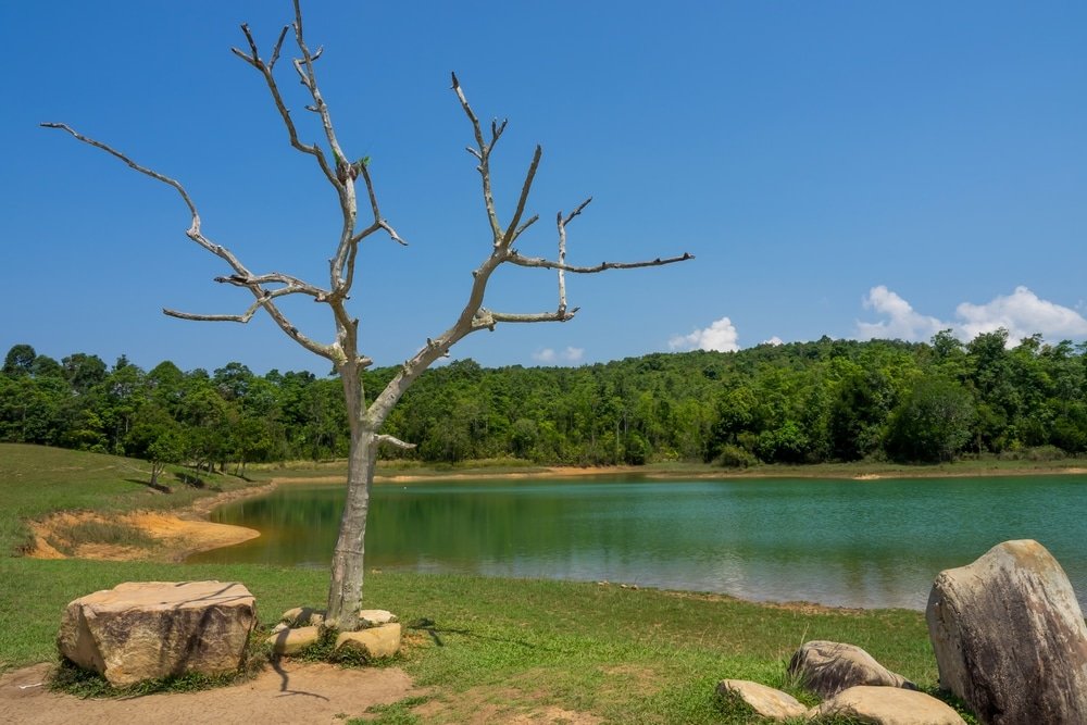 ต้นไม้ไร้ใบตั้งอยู่ข้างก้อนหินขนาดใหญ่ใกล้ขอบทะเลสาบที่เงียบสงบ โดยมีพื้นที่ป่าไม้และท้องฟ้าสีครามเป็นฉากหลัง—ถ่ายทอดความงดงามอันเงียบสงบของ ที่เที่ยวเขาใหญ่.