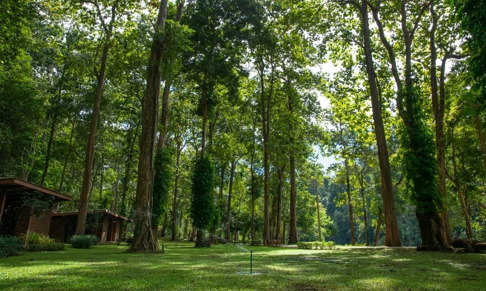 ต้นไม้สูงที่มีใบเขียวขจีให้ร่มเงาเหนือพื้นที่หญ้าในบรรยากาศคล้ายสวนสาธารณะ โดยมีอาคารขนาดเล็กไม่กี่หลังมองเห็นอยู่ทางด้านซ้าย—เป็นจุดที่น่าดึงดูดใจในบรรดาสถานที่ท่องเที่ยวอยุธยาสำหรับผู้ที่ชื่นชอบสถานที่ท่องเที่ยวอยุธยาที่เงียบสงบ.