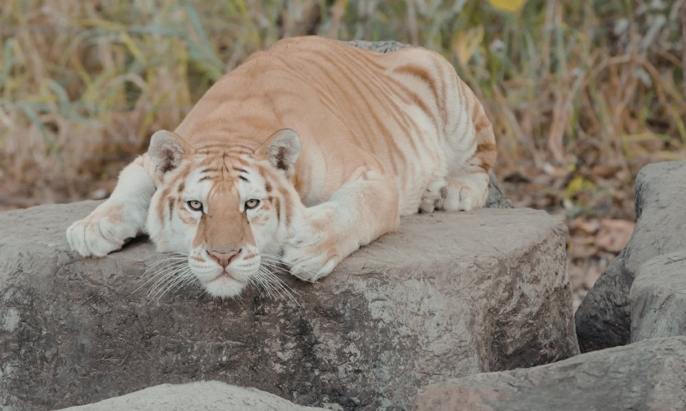 เสือสีอ่อนนอนอยู่บนก้อนหินขนาดใหญ่ วางศีรษะบนขาหน้าของตัวเอง ล้อมรอบไปด้วยต้นไม้ใบหญ้าและก้อนหิน—ภาพที่คุ้นตาของหนึ่งในสถานที่ท่องเที่ยวเชียงใหม่ที่ไม่เหมือนใคร.