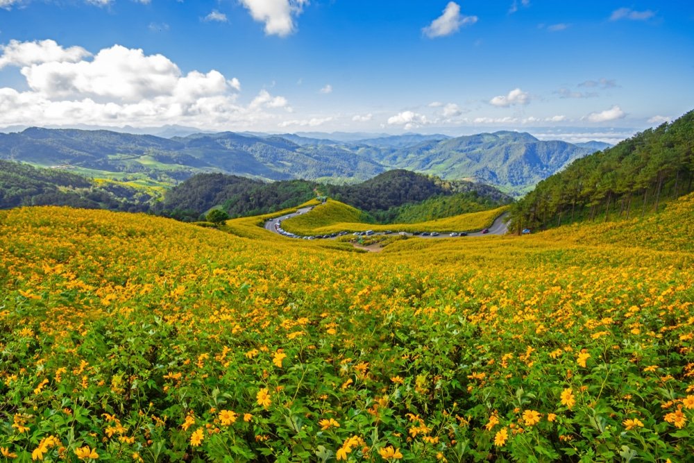 ทิวทัศน์ของเนินเขาที่ทอดยาวปกคลุมไปด้วยดอกไม้สีเหลือง ถนนที่คดเคี้ยว และภูเขาไกลโพ้นภายใต้ท้องฟ้าสีครามที่มีเมฆลอยกระจาย—ชวนให้นึกถึงเสน่ห์อันงดงามที่คุณจะพบได้ที่ สถานที่ท่องเที่ยวอยุธยา.