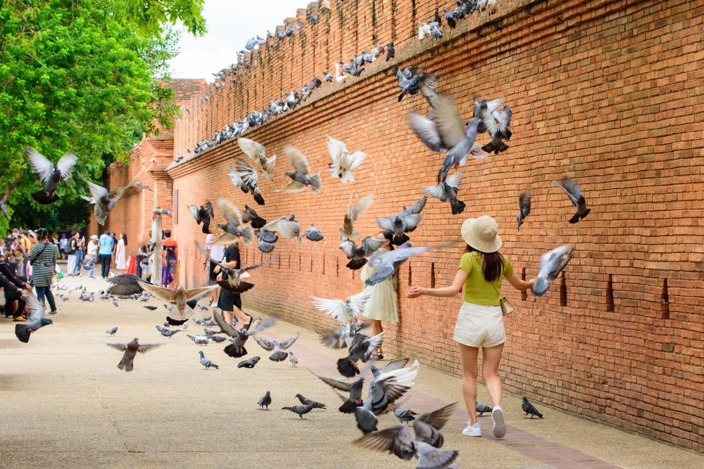 ผู้หญิงคนหนึ่งสวมหมวกเดินอยู่ท่ามกลางฝูงนกพิราบจำนวนมากหน้าผนังอิฐยาว ซึ่งเป็นจุดยอดนิยมที่มักปรากฏในคู่มือท่องเที่ยวเชียงใหม่ โดยมีผู้คนและต้นไม้เป็นฉากหลัง.
