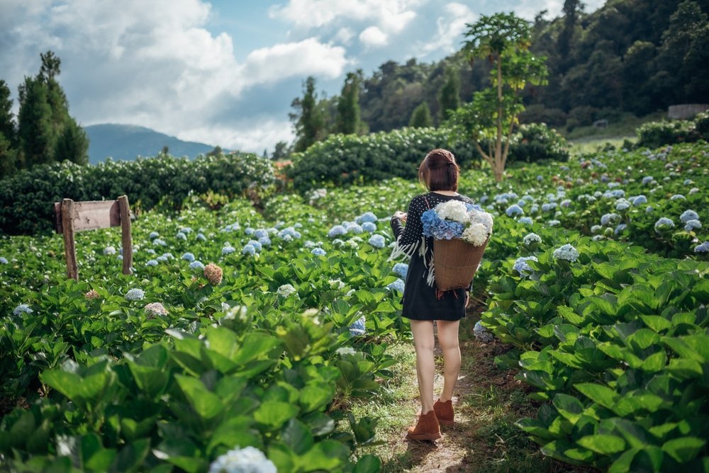 หญิงสาวคนหนึ่งถือตะกร้าดอกไม้ไฮเดรนเยียเดินผ่านทุ่งดอกไม้สีเขียวชอุ่มที่บานสะพรั่งภายใต้ท้องฟ้าที่มีเมฆบางส่วน บันทึกความงดงามอันเงียบสงบของ เชียงใหม่ที่เที่ยว.