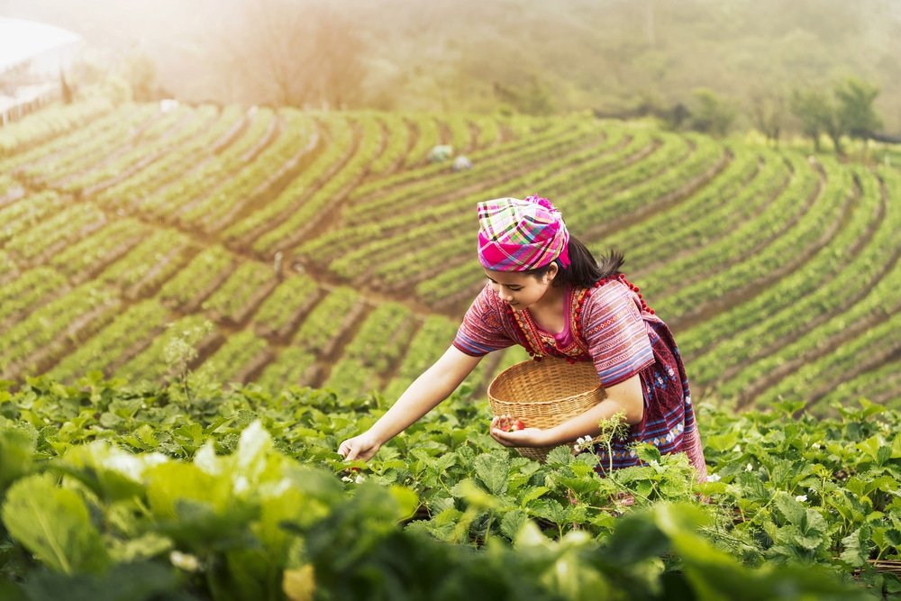 หญิงสาวในชุดพื้นเมืองกำลังเก็บพืชผลในกระเช้าบนแปลงนาขั้นบันไดสีเขียวภายใต้แสงแดดอ่อน สะท้อนเสน่ห์ของการเที่ยวเชียงใหม่สำหรับผู้ที่ต้องการสัมผัสประสบการณ์เชียงใหม่ที่แท้จริง.