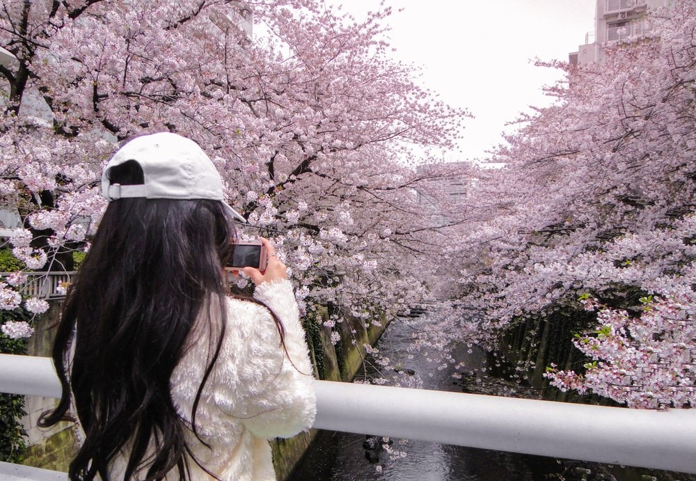คนผมยาวสวมหมวกสีขาวถ่ายรูปต้นซากุระที่บานสะพรั่งริมแม่น้ำในเขตเมือง ถ่ายทอดเสน่ห์ของสถานที่ท่องเที่ยวในญี่ปุ่นสำหรับผู้ที่ชื่นชอบการท่องเที่ยวญี่ปุ่นด้วยตัวเอง.