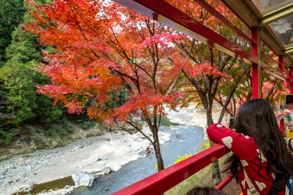 ผู้คนนั่งรถไฟที่มีกรอบสีแดง ถ่ายภาพต้นไม้ฤดูใบไม้ร่วงที่มีใบสีแดงสดใสริมแม่น้ำที่มีโขดหิน—เหมาะสำหรับใครที่กำลังวางแผนเที่ยวญี่ปุ่นด้วยตัวเองและมองหาสถานที่ท่องเที่ยวญี่ปุ่นที่น่าประทับใจในฤดูใบไม้เปลี่ยนสี.