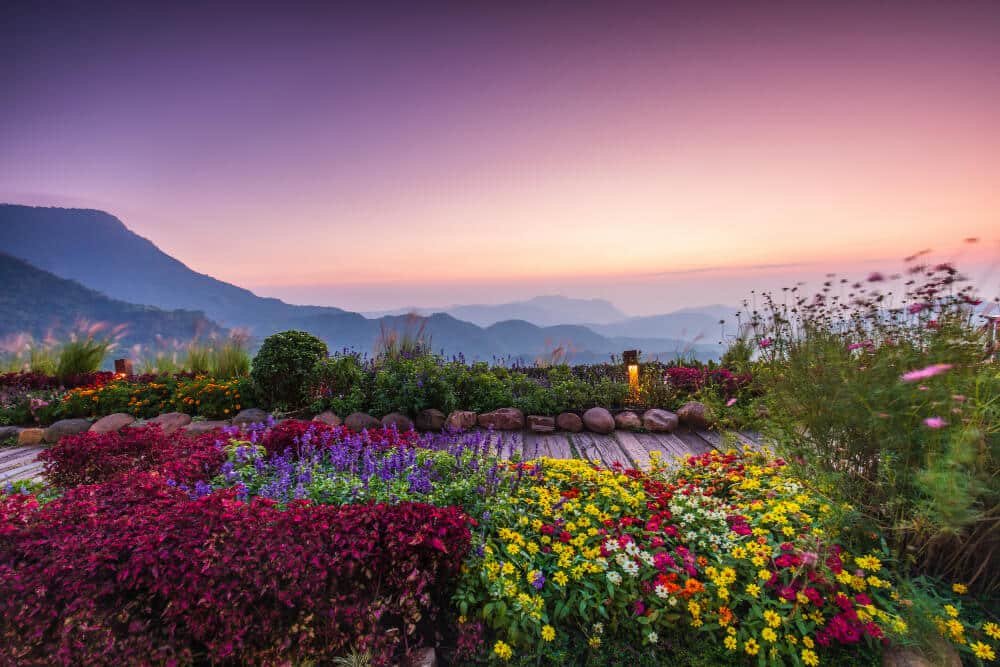 สวนดอกไม้สีสันสดใสในส่วนหน้า พร้อมด้วยภูเขาและท้องฟ้าสีม่วง-ส้มยามพระอาทิตย์ขึ้นในส่วนหลัง — วิวที่งดงามจนทำให้หายใจไม่ทัน ซึ่งถ่ายทอดความงามของเที่ยวเพชรบูรณ์ได้อย่างสมบูรณ์แบบ ทำให้ที่นี่กลายเป็นหนึ่งในสถานที่ท่องเที่ยวเพชรบูรณ์ที่ผู้รักธรรมชาติไม่ควรพลาด.