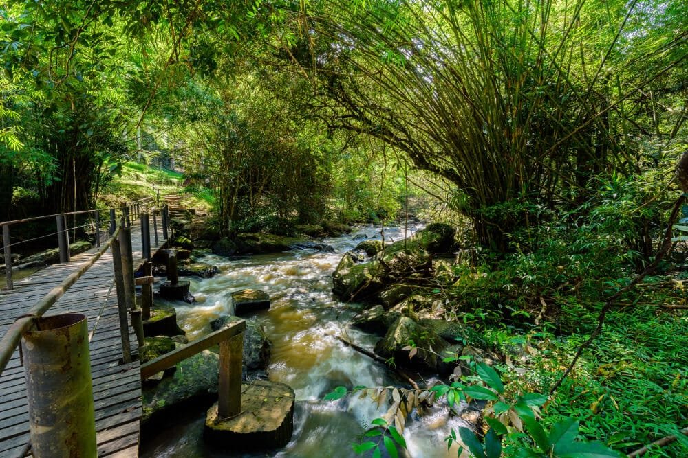สะพานไม้ทอดข้ามลำธารที่ไหลเอื่อย ท่ามกลางป่าไผ่เขียวชอุ่มและใบไม้ที่หนาแน่นภายใต้แสงแดด—ภาพที่ชวนให้หลงใหล ซึ่งสะท้อนเสน่ห์ของที่เที่ยวเพชรบูรณ์ สำหรับผู้รักธรรมชาติที่กำลังมองหาสถานที่พักผ่อนอันสงบเงียบ.