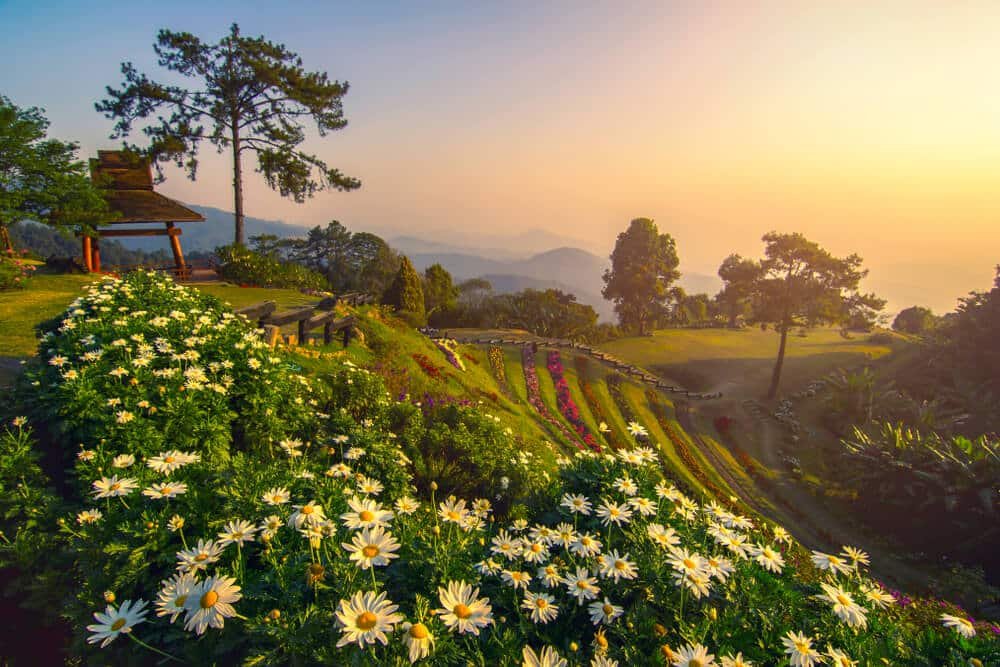 สวนดอกไม้ที่มีดอกเดซี่สีขาวบนเนินเขาในยามพระอาทิตย์ขึ้น พร้อมด้วยต้นไม้ ภูเขาไกลๆ และศาลาไม้ในพื้นหลัง — ภาพที่งดงามราวกับภาพวาด ซึ่งถ่ายทอดความเสน่ห์ของที่เที่ยวภาคเหนือได้อย่างสมบูรณ์แบบ สำหรับผู้ที่ต้องการสัมผัสความงามของธรรมชาติและความสงบของเที่ยวภาคเหนือ.