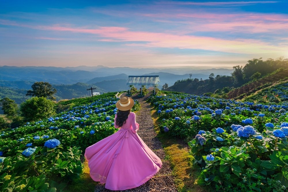 ผู้หญิงคนหนึ่งสวมชุดสีชมพูและหมวกฟาง กำลังเดินตามทางเดินผ่านทุ่งดอกไฮเดรนเยียสีฟ้า เพื่อสำรวจหนึ่งในสถานที่ท่องเที่ยวภาคเหนือที่สวยงามที่สุด โดยมีโครงสร้างกระจกและภูเขาที่มองเห็นได้ใต้ท้องฟ้าสีสันสดใสในช่วงพระอาทิตย์ตกดิน.