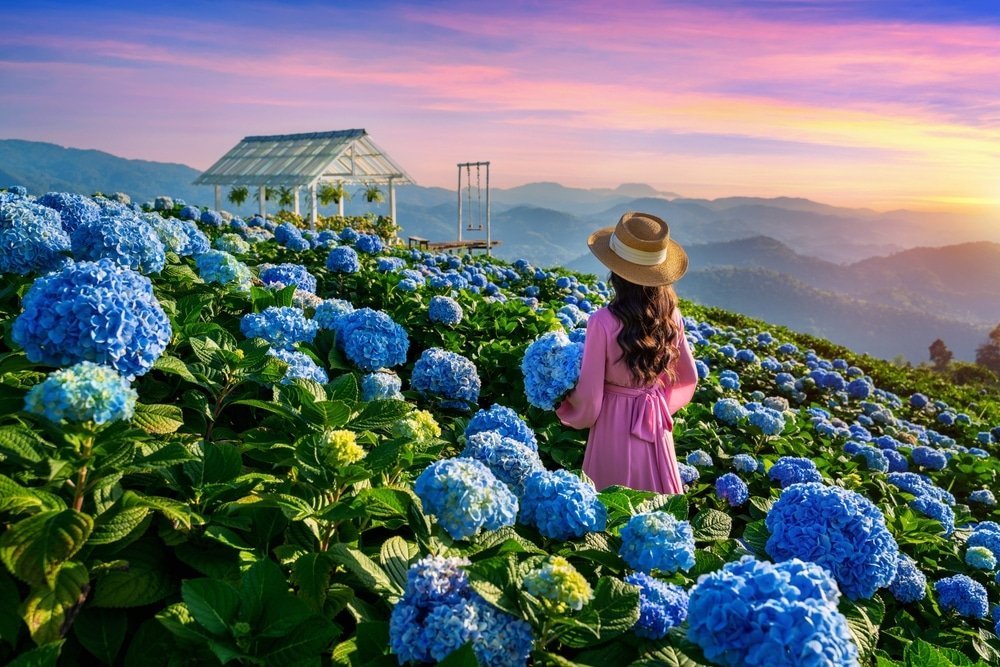 ผู้หญิงคนหนึ่งสวมชุดสีชมพูและหมวกยืนอยู่ในทุ่งดอกไฮเดรนเยียสีฟ้าบนเนินเขาในช่วงพระอาทิตย์ตกดิน หันหน้าไปทางเรือนกระจก โดยมีภูเขาเป็นฉากหลัง — ภาพที่งดงามราวกับภาพวาด ซึ่งถ่ายทอดเสน่ห์ของการท่องเที่ยวภาคเหนือ สำหรับผู้ที่ต้องการประสบการณ์ท่องเที่ยวภาคเหนือที่ไม่อาจลืมเลือน.