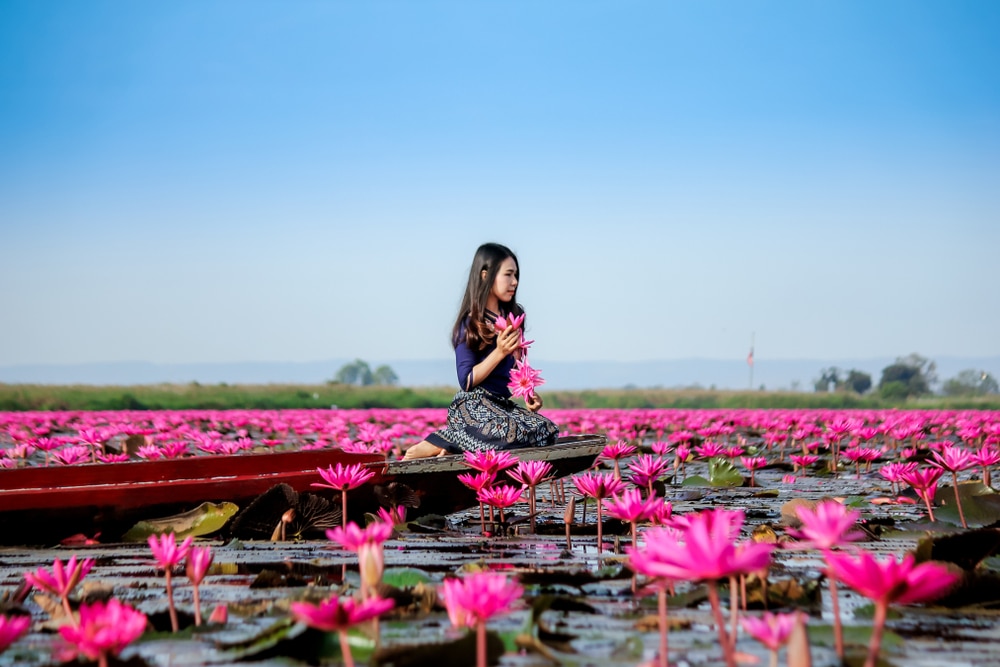 ผู้หญิงคนหนึ่งนั่งอยู่ในเรือเล็กบนทะเลสาบที่เต็มไปด้วยดอกบัวสีชมพูที่กำลังบานสะพรั่ง ณ สถานที่ท่องเที่ยวชื่อดังของจังหวัดนครนายก.