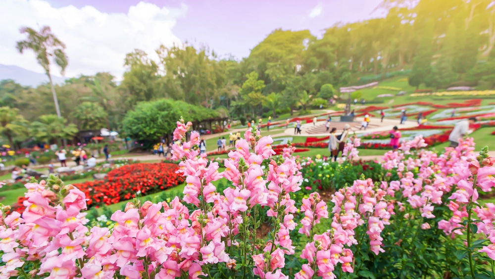 ดอกสแนปดรากอนสีชมพูอยู่ด้านหน้าของสวนสาธารณะขนาดใหญ่ที่คึกคัก ณ สถานที่ท่องเที่ยวยอดนิยมในเชียงราย.