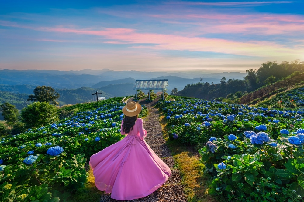 มีผู้หญิงคนหนึ่งสวมชุดสีชมพูและหมวกฟาง กำลังเดินตามทางเดินผ่านทุ่งดอกไฮเดรนเยียสีฟ้าบนเนินเขา มุ่งหน้าไปยังอาคารกระจกในช่วงพระอาทิตย์ตกดิน ซึ่งเป็นจุดชมวิวที่สวยงามสำหรับนักท่องเที่ยวที่มาเยือนเชียงราย.